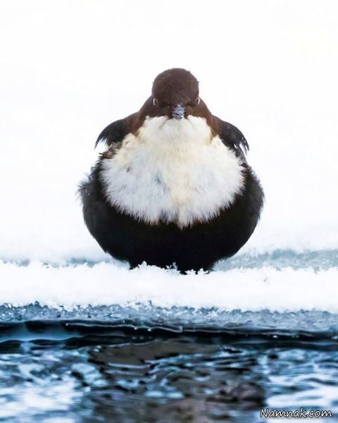 انگری بردز واقعی انگری بردز واقعی