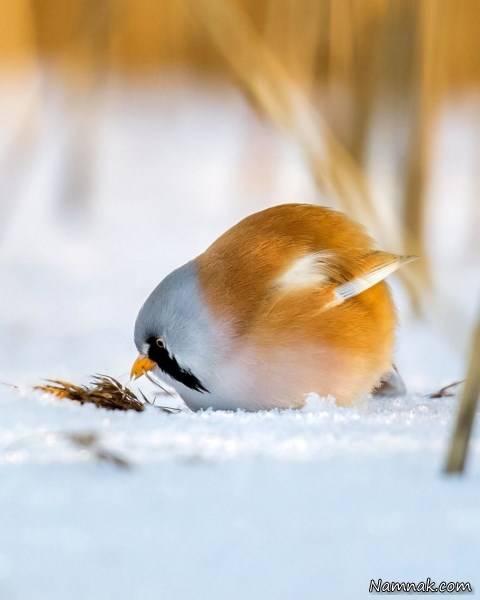 انگری بردز واقعی انگری بردز واقعی