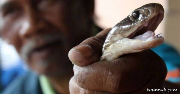 گاز گرفتن مار