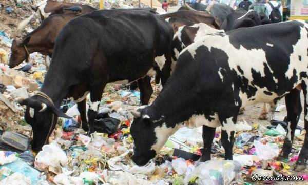 جراحی گاو پلاستیک خوار در هند جراحی گاو