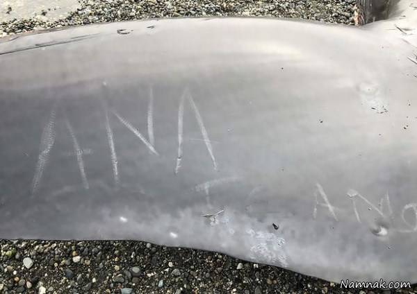 سلفی جنجالی با وال مرده سلفی جنجالی