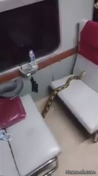 مار داخل قطار