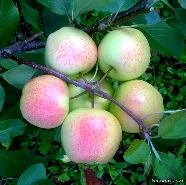 خوردنی و خوراکی زیبا وخوشگل