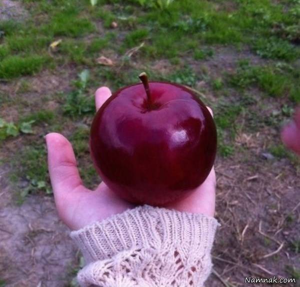 خوردنی و خوراکی زیبا وخوشگل