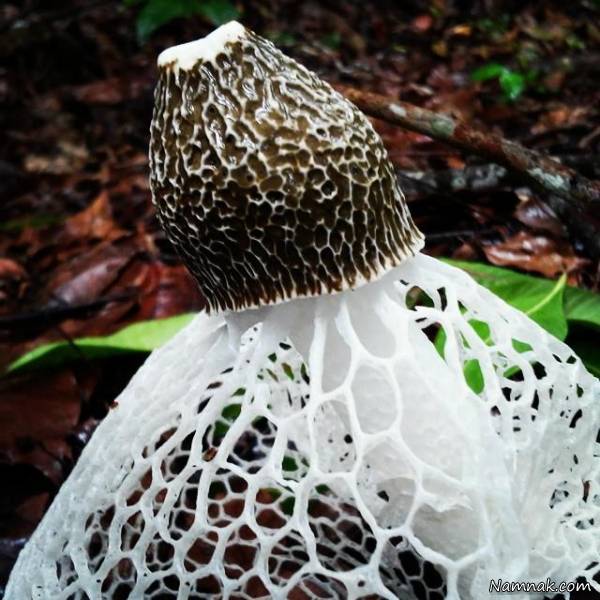 قارچ ارضای جنسی قارچ ارضای جنسی