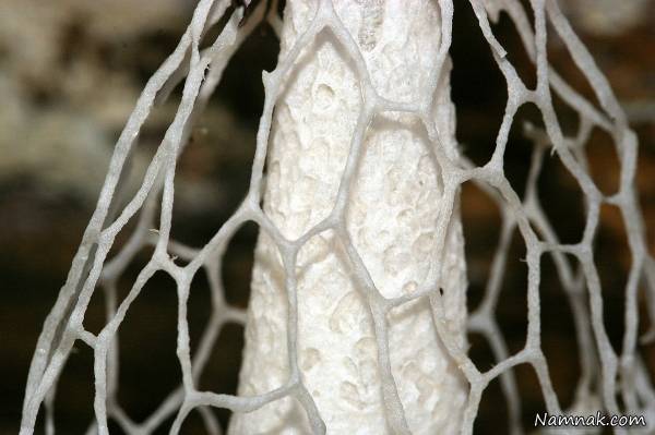 قارچ ارضای جنسی