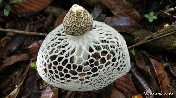 قارچ ارضای جنسی و ارگاسم قارچ ارضای جنسی