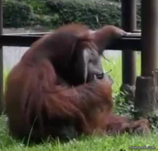 اورانگوتان