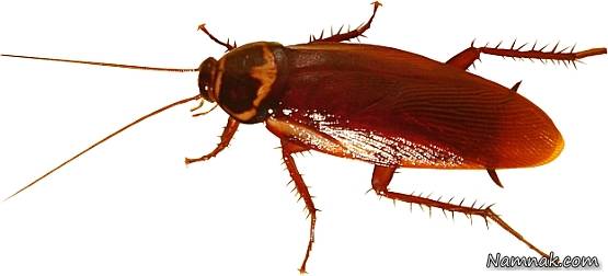 انفجار خانه به خاطر سوسک سوسک خانه