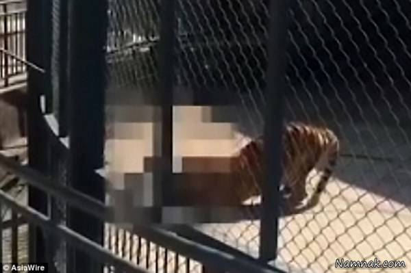 ببر باغ وحش