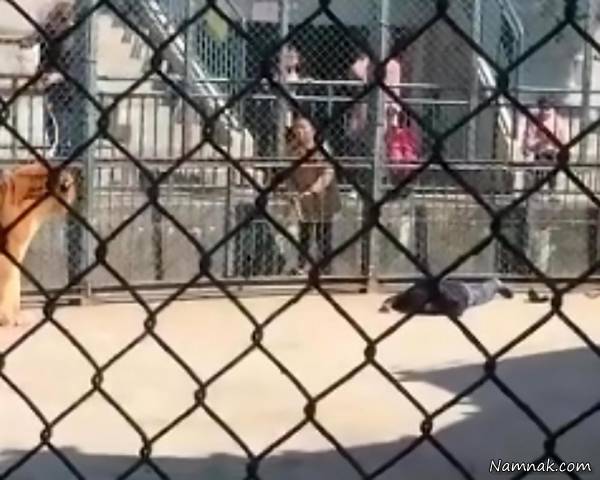 حمله ببر در باغ وحش