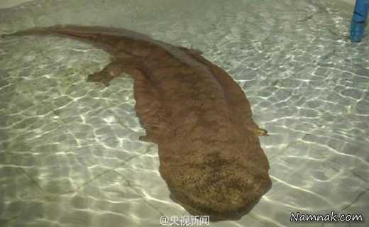 سمندر 200 ساله