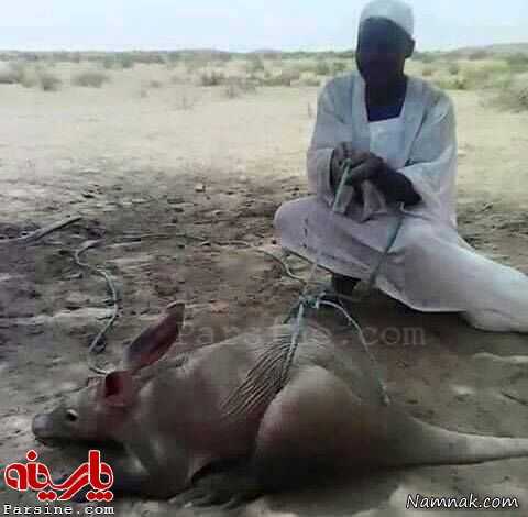 شکار خرگوش بزرگ و عظیم الجثه در سودان شکار خرگوش بزرگ