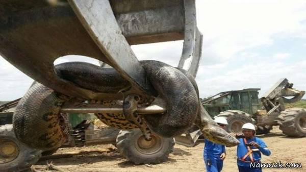 کشف هیولای عظیم الجثه کشف هیولا