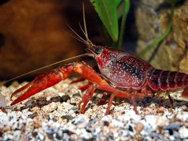 لابستری در حال رشد لابستری ها