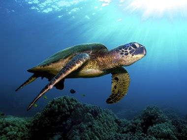 لاک پشت های غول پیکر لاک پشت ها