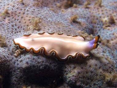 کرم های پهن بازسازی کننده کرم های پهن