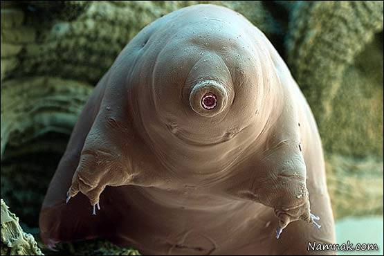 حیوانات عجیب و غریب موجودات فناناپذیر