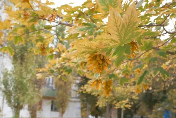 شهر آرمایانسک آلوده ترین شهر