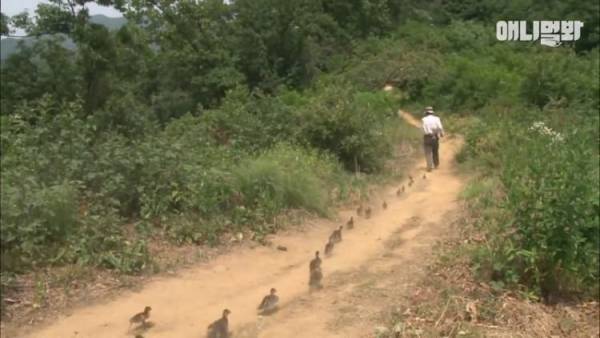 پرورش جوجه اردک