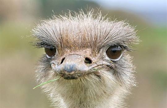 چشم شتر مرغ