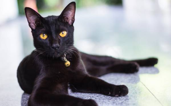 باور ژاپنی ها از گربه های سیاه