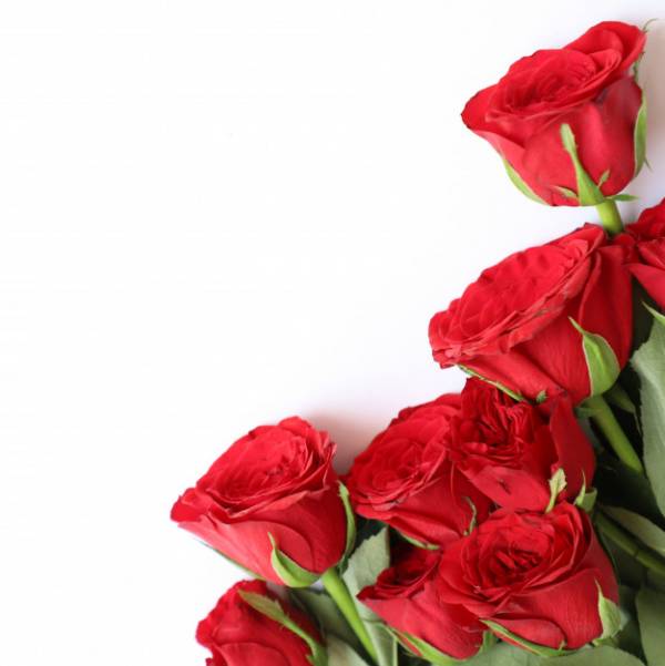 بوی گل سرخ